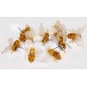 Plastikbiene mit Nadel für Bienenwachskerzen (x10)