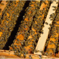 Ruchettes avec les abeilles ibériques Langstroth Abeilles vivants