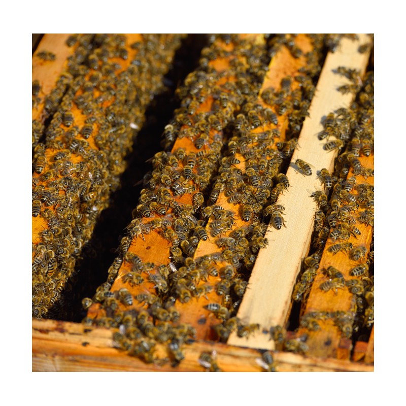 Ruchettes avec les abeilles ibériques Langstroth Abeilles vivants