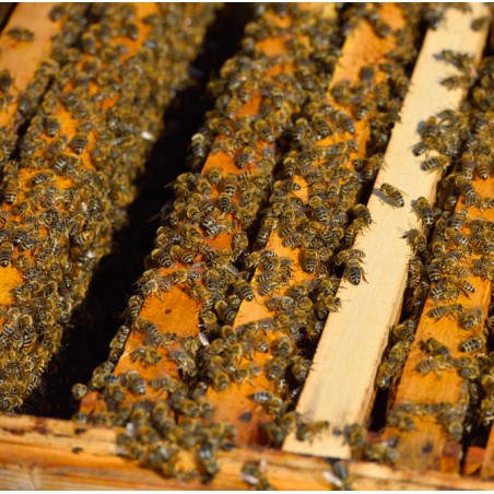 Langstroth Brutraumzarge mit iberischen Bienen