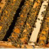 Langstroth Nuc With Iberian Bees Bees and queens
