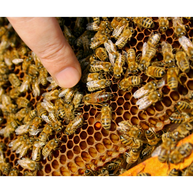 Langstroth Brutraumzarge mit iberischen Bienen