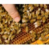 Núcleo con abejas ibéricas Langstroth Material vivo