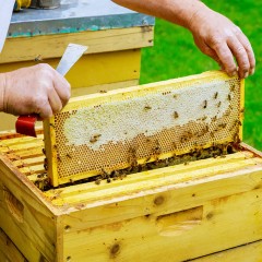 European Hive Tool BEE EQUIPMENT