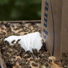 Ambrosia® 12,5kg pienso abejas Mantenimiento
