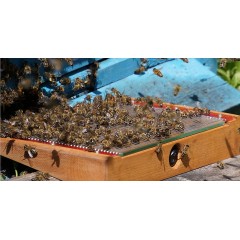 Appareil à collecte de venin d'abeille Apithérapie