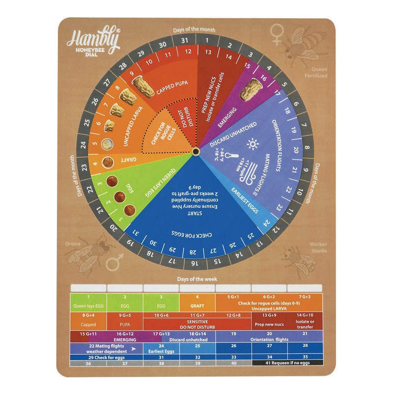 Ruleta Hambly para Cria de reinas Utensilios para cría de reinas