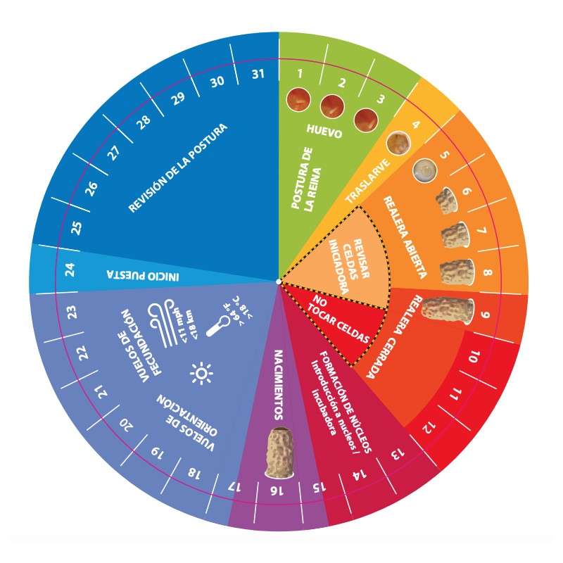 Ruleta Hambly para Cria de reinas Utensilios para cría de reinas