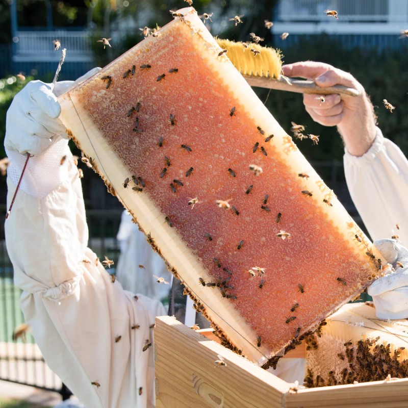 Set of 7 Flow® Hive Frames Special Hives