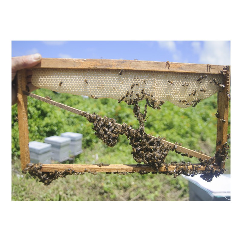 Jambage® Frame Beehive frames