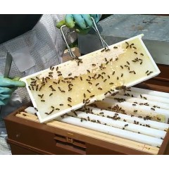 French super plastic frame NICOT® Beehive Accessories