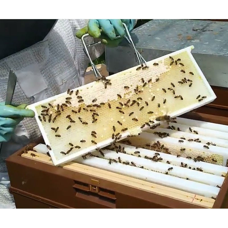 French super plastic frame NICOT® Beehive Accessories