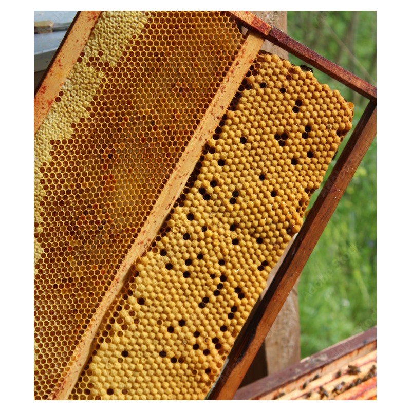Special Drone Brood Frame - Dadant Blatt Queen rearing