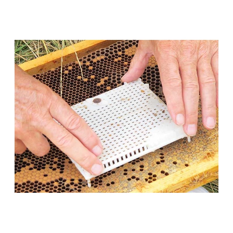 Jaula de panal introducción de reinas NICOT® Utensilios para cría de reinas