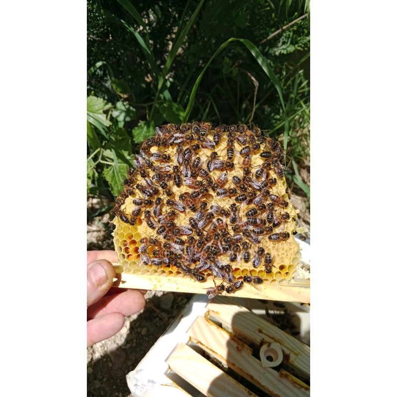 Wood strips frame for Kieler nuc Queen rearing