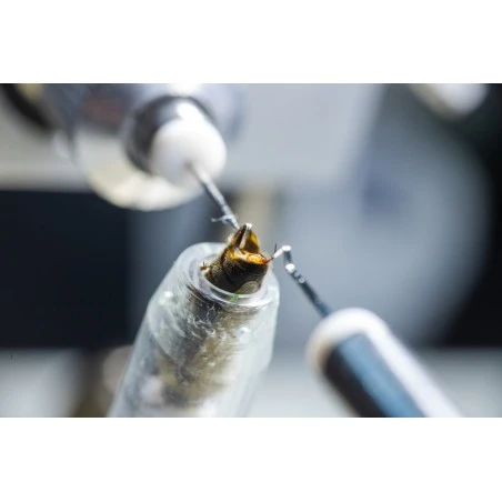 Hands-on Queen instrumental insemination course Online courses