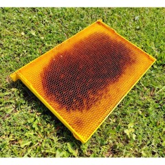 Nordwabe Dadant Blatt Brut