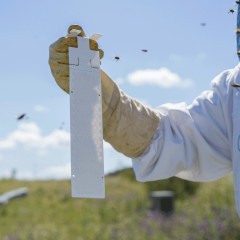 Calistrip® Biox (5 ruches) Les médicaments contre le Varroa