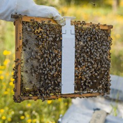 Calistrip® Biox (5 ruches) Les médicaments contre le Varroa