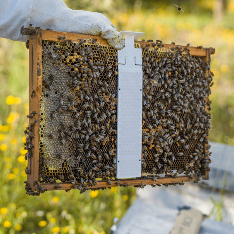 Calistrip® Biox (5 ruches) Les médicaments contre le Varroa