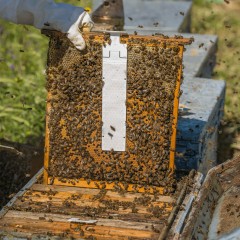 Calistrip® Biox (5 ruches) Les médicaments contre le Varroa
