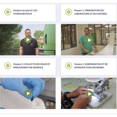 Corso online – Inseminazione strumentale delle regine (in spagnolo)