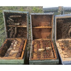 Layens-Ableger mit Bienen und begatteter iberischer Königin (6 Rähmchen)