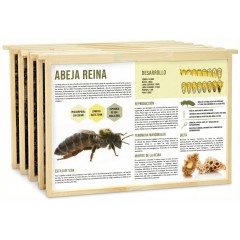 Colmeia Educativa com Painéis Didáticos