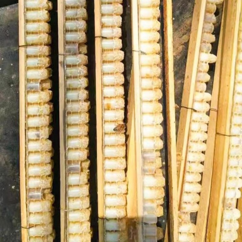 Double barre de transfert pour la gelée - 66 cupules Elevage des reines