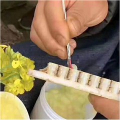 Doppelte Umlarv-Leiste für Gelée Royale - 66 Näpfchen