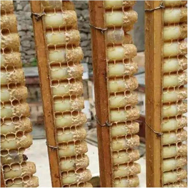 Barra Doppia Traslarvazione per Pappa Reale - 66 Cupolini