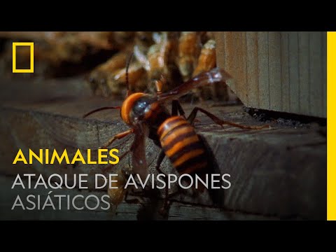 Enormes avispones asiáticos atacan una colmena de abejas melíferas | NATIONAL GEOGRAPHIC ESPAÑA
