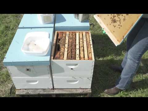 How to Use Formic Acid to Treat Varroa Mites