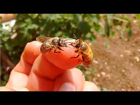 Trofalaxis, la Abeja Reina y sus Hijas