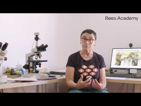 Presentación del Curso de Alimentación para Abejas - Bees.Academy