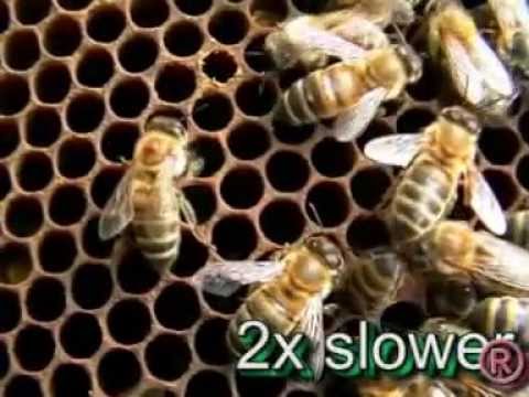 Bees fighting varoa