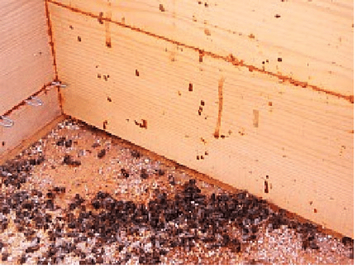 diarrea abejas colmena nosema