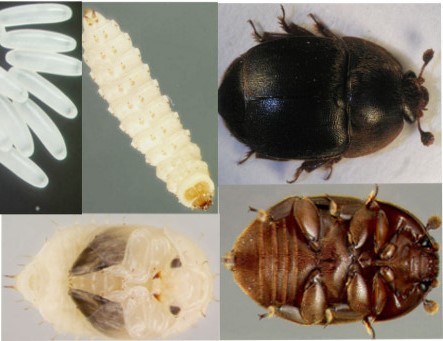 aethina tumida el escarabajo de la colmena