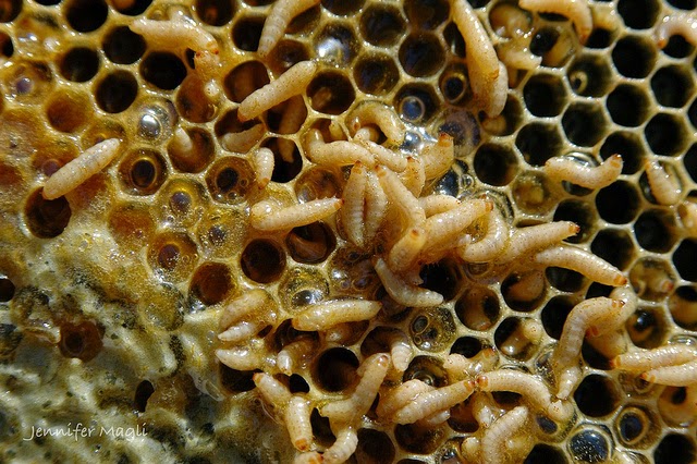 larvas