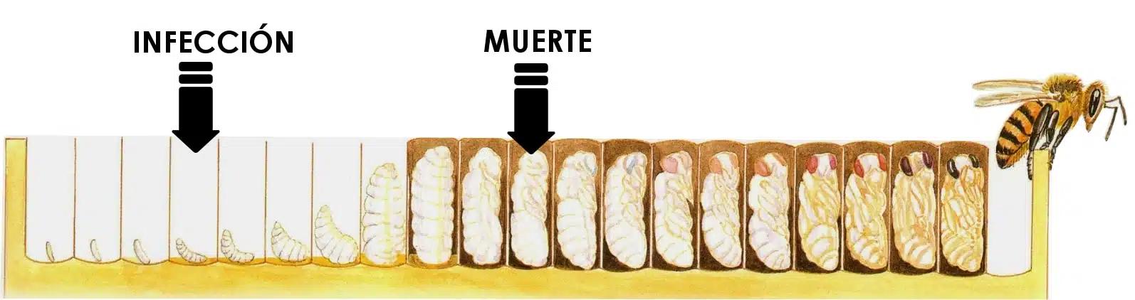 Diagram showing infection of a young larva and a later point of death during brood development