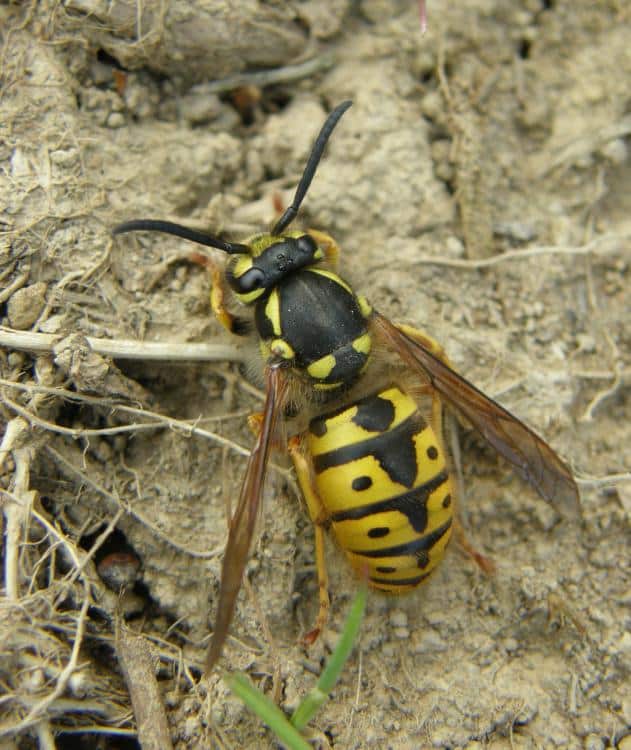 La Avispa Asiática: Vespa velutina nigritorax - Apicultura