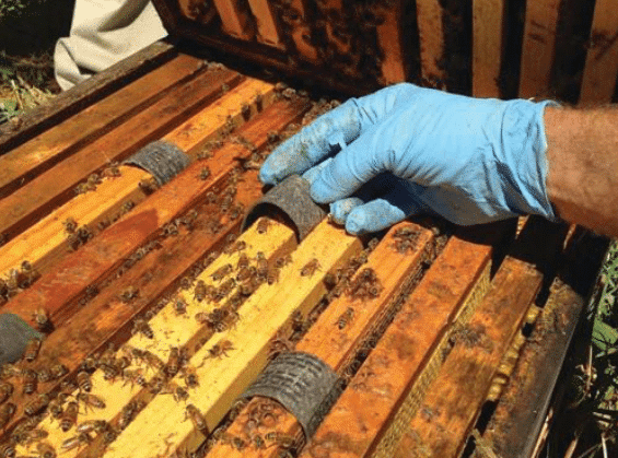 Tratar la varroa con ácido oxálico y glicerina - SANIDAD