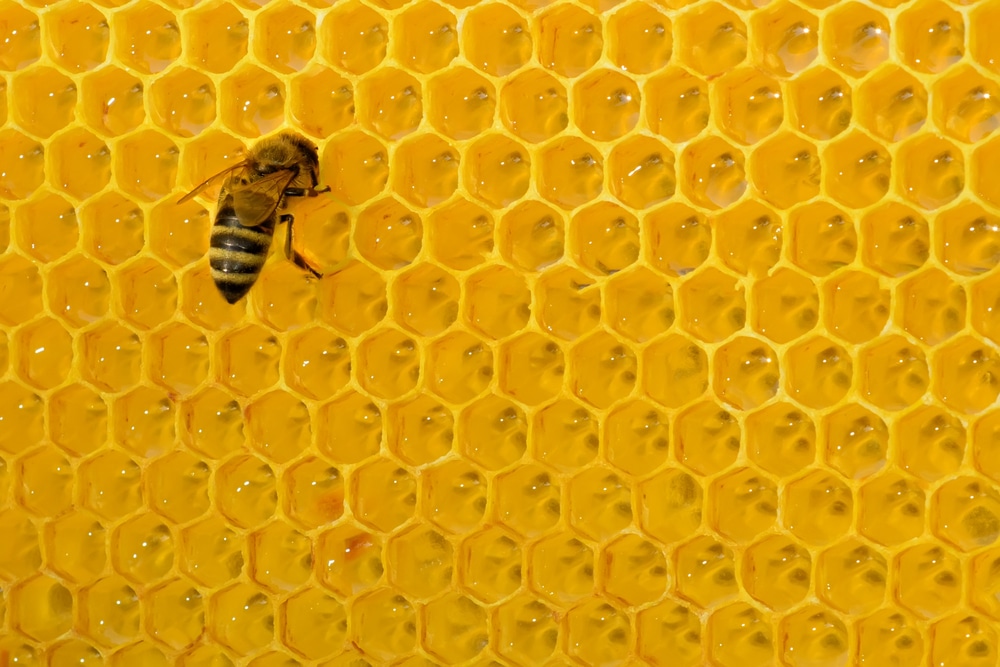 Cera de abeja