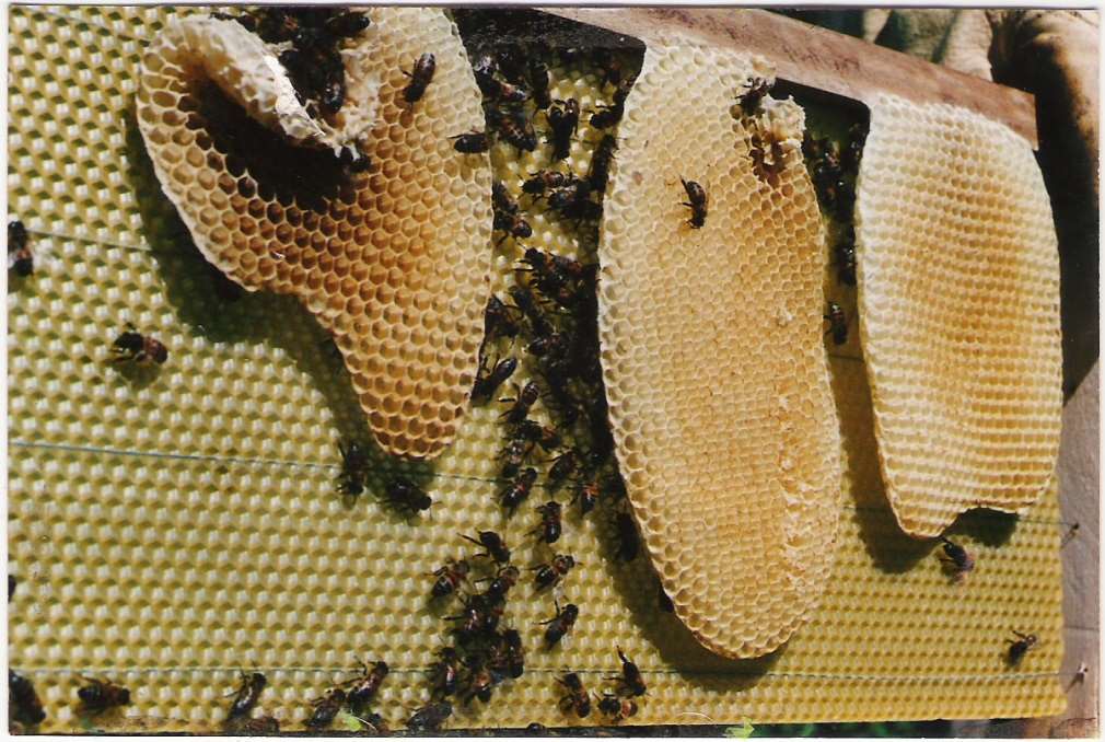 3 usos de la cera de abejas en tu hogar