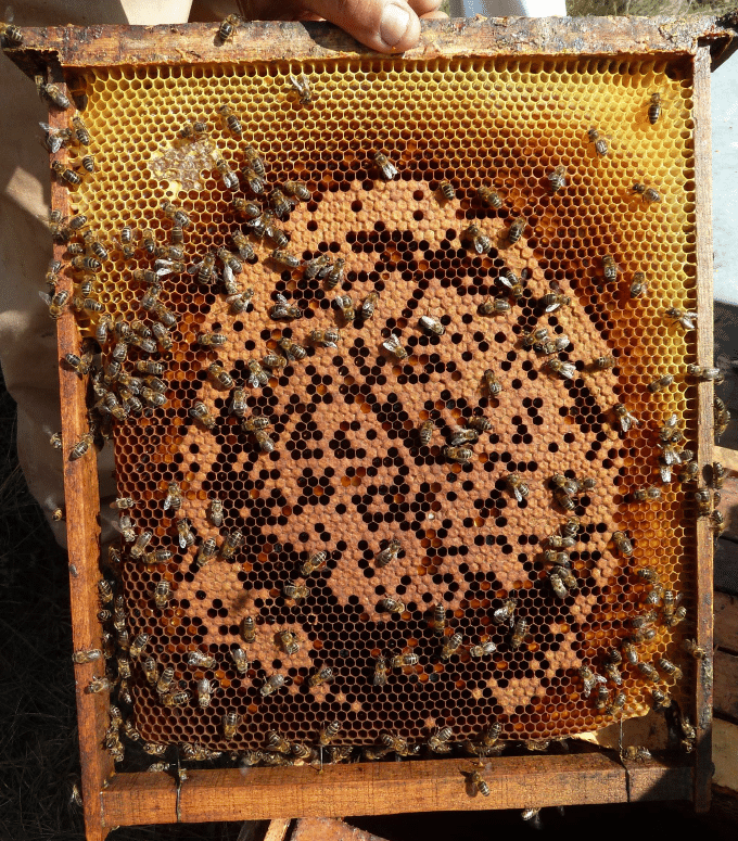 El poder de la cera de abejas