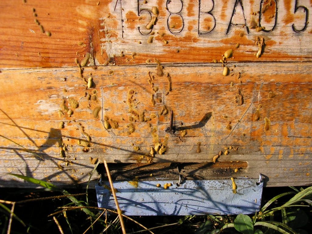 Nosema, el asesino silencioso de las abejas - SANIDAD