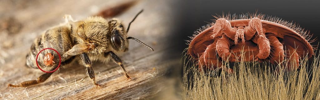 Diagnóstico de Varroa: Detección y toma de decisiones - SANIDAD