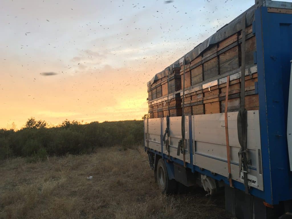 Cómo deben trasladarse las abejas - Apicultura