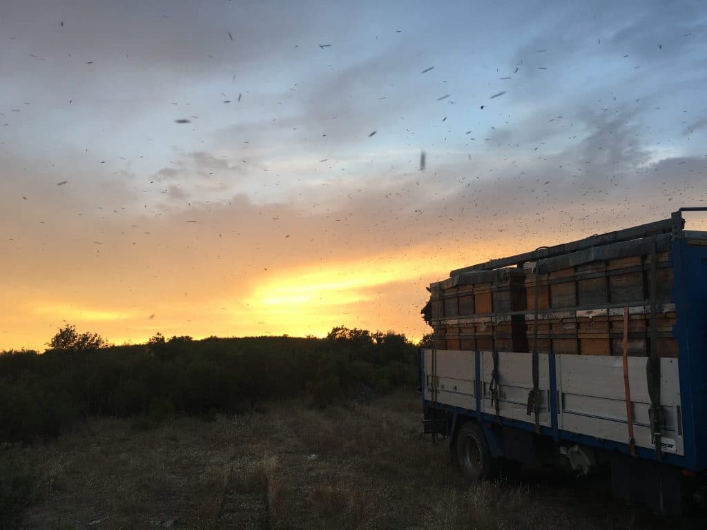 Cómo deben trasladarse las abejas - Apicultura