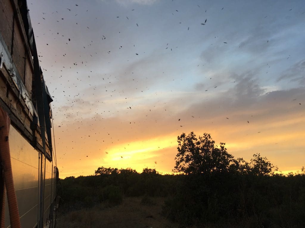 Cómo deben trasladarse las abejas - Apicultura